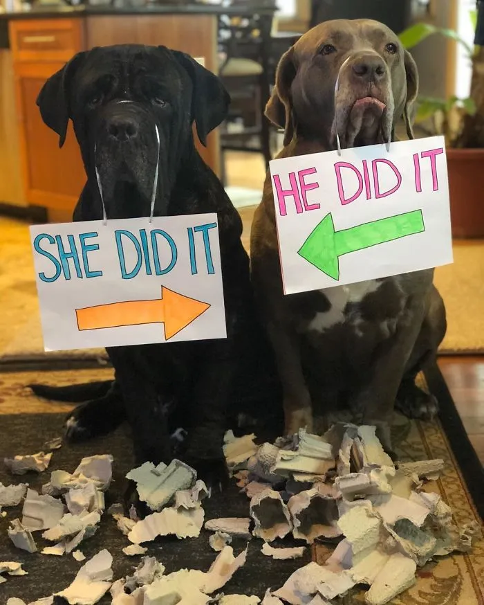 These Two Mastiffs Are The Cheesiest Couple, And We Can't Get Enough Of Their One-Liners