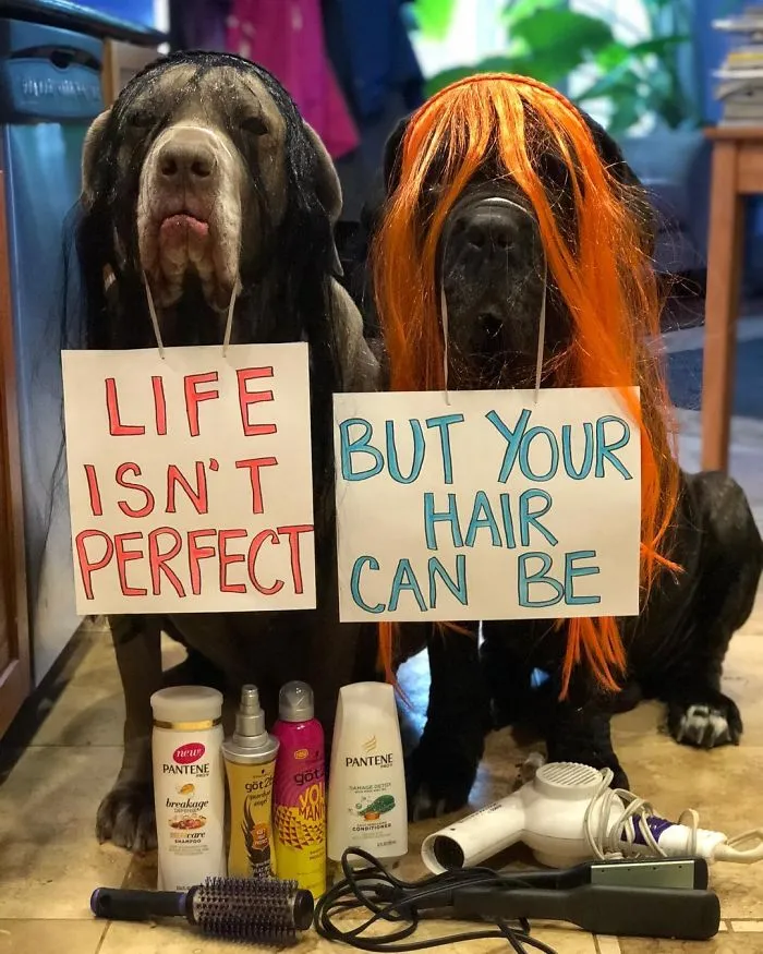 These Two Mastiffs Are The Cheesiest Couple, And We Can't Get Enough Of Their One-Liners