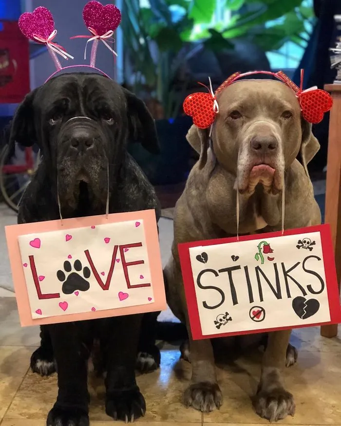 These Two Mastiffs Are The Cheesiest Couple, And We Can't Get Enough Of Their One-Liners