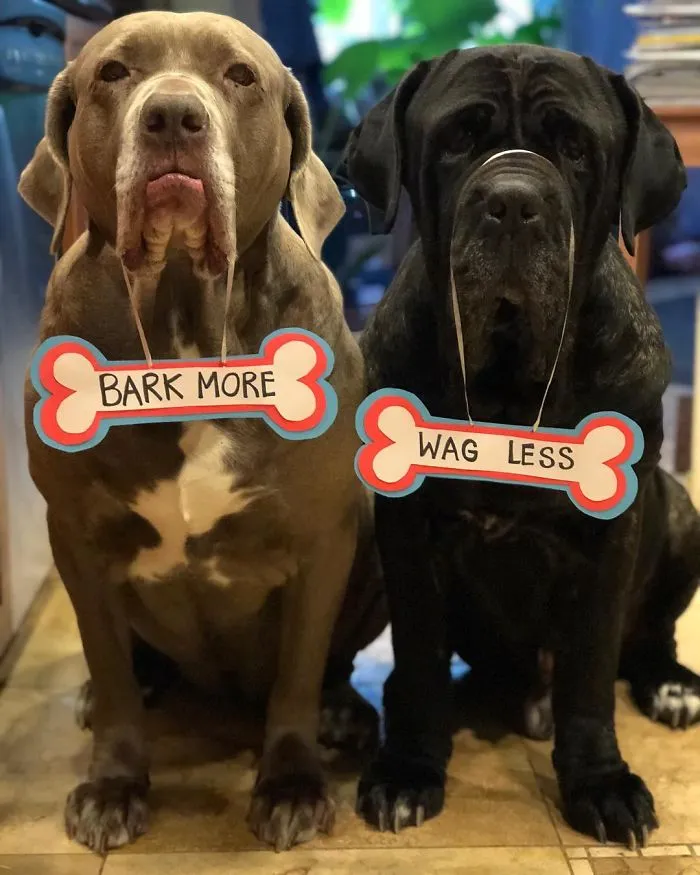 These Two Mastiffs Are The Cheesiest Couple, And We Can't Get Enough Of Their One-Liners