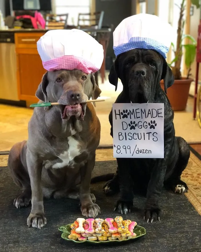 These Two Mastiffs Are The Cheesiest Couple, And We Can't Get Enough Of Their One-Liners
