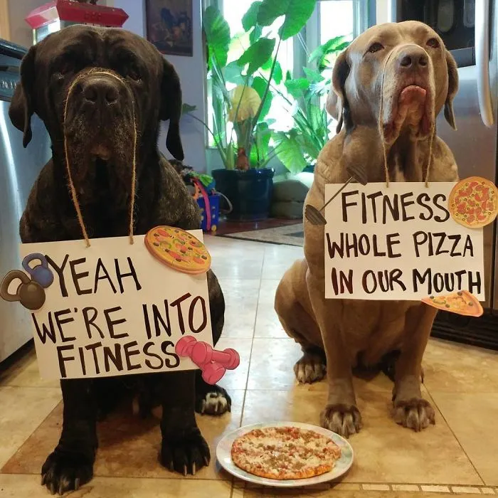 These Two Mastiffs Are The Cheesiest Couple, And We Can't Get Enough Of Their One-Liners