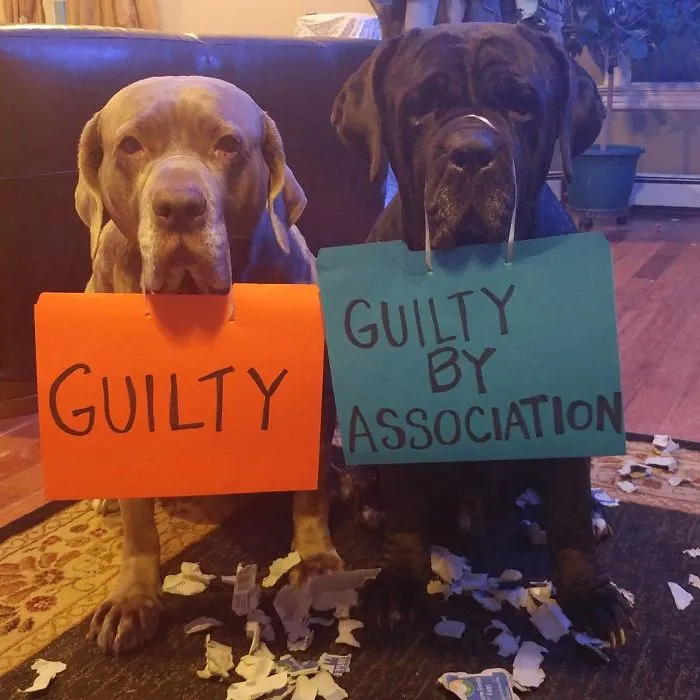 These Two Mastiffs Are The Cheesiest Couple, And We Can't Get Enough Of Their One-Liners