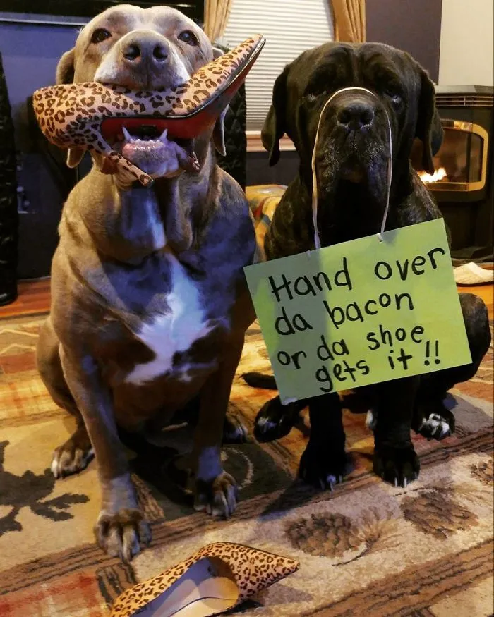 These Two Mastiffs Are The Cheesiest Couple, And We Can't Get Enough Of Their One-Liners