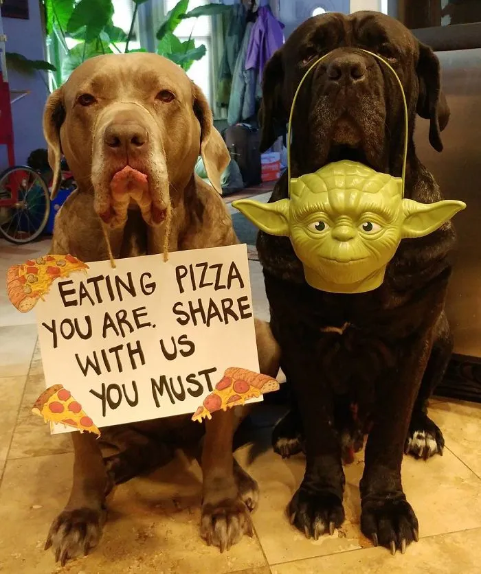 These Two Mastiffs Are The Cheesiest Couple, And We Can't Get Enough Of Their One-Liners