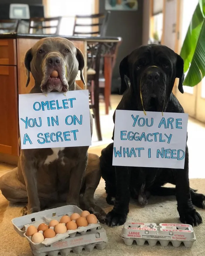These Two Mastiffs Are The Cheesiest Couple, And We Can't Get Enough Of Their One-Liners