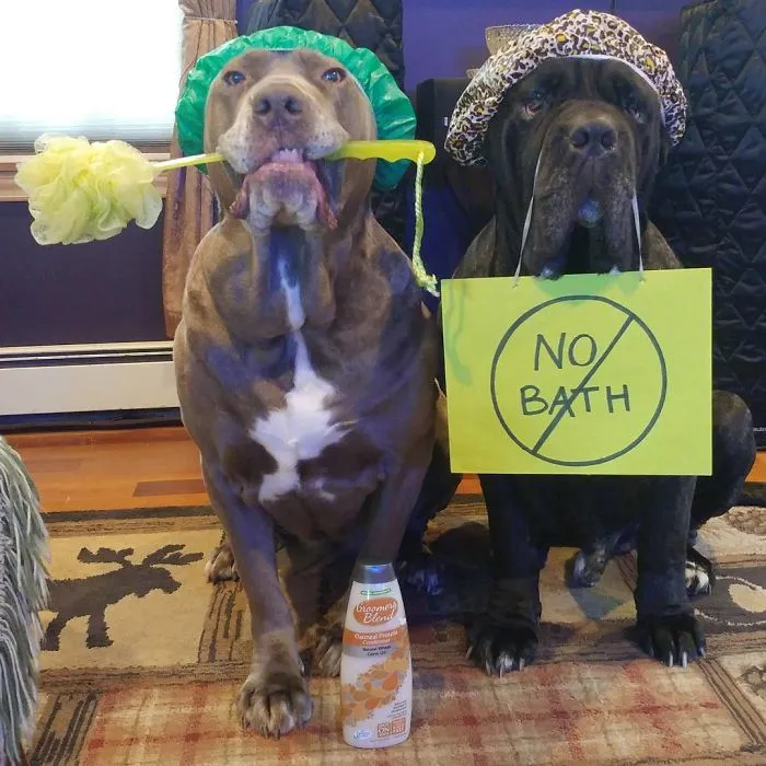These Two Mastiffs Are The Cheesiest Couple, And We Can't Get Enough Of Their One-Liners