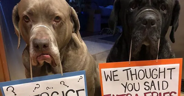 These Two Mastiffs Are The Cheesiest Couple, And We Can't Get Enough Of Their One-Liners