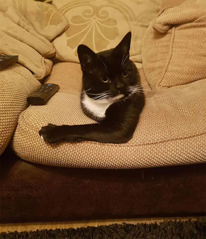 Parece que el gato es solo una cabeza y un brazo enorme