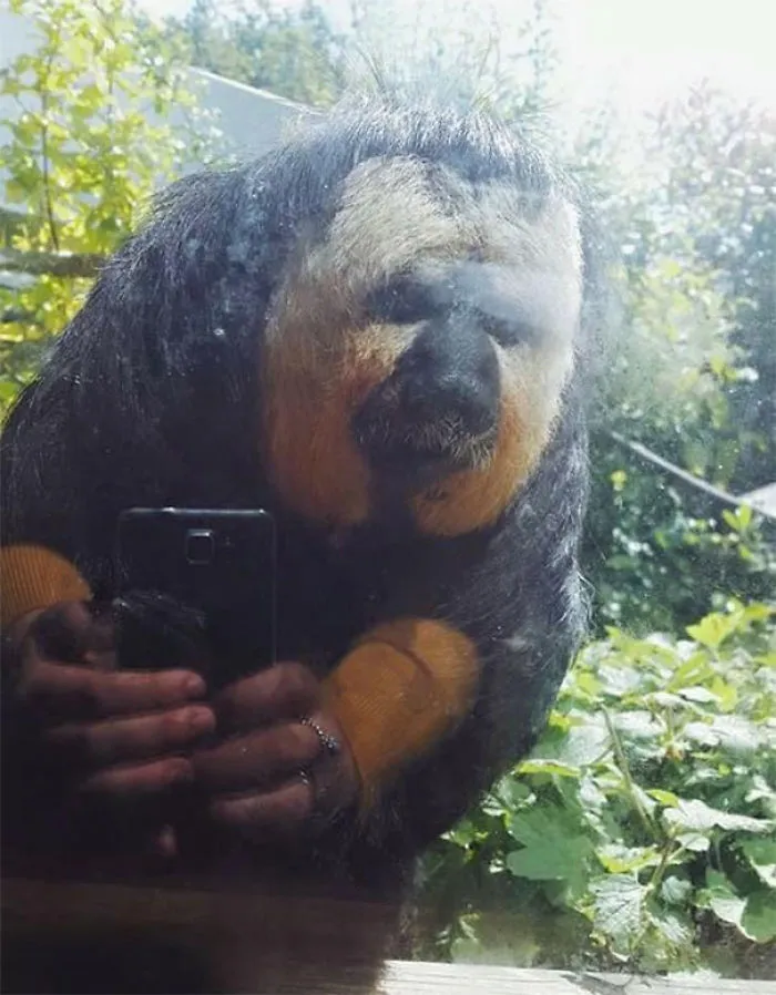 I Took A Picture Of A Monkey And The Glare Made It Look Like It Was Taking A Wicked Selfie