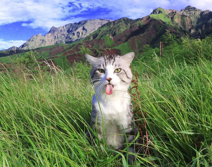 Este gato es físicamente incapaz de salir mal en ninguna foto