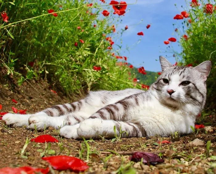 Este gato es físicamente incapaz de salir mal en ninguna foto