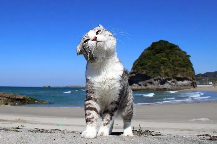 Este gato es físicamente incapaz de salir mal en ninguna foto
