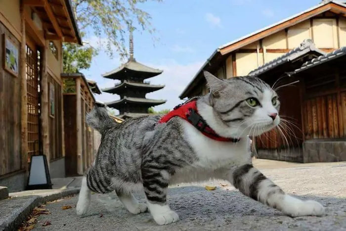 This Kitty Is Physically Unable To Have A Bad Photo Taken Of Him