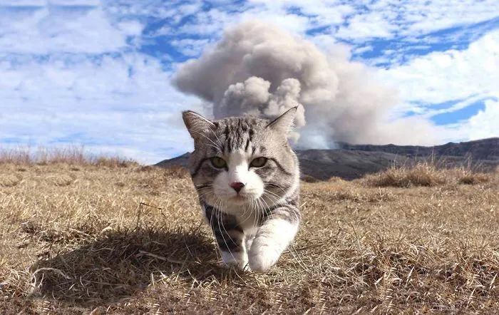 Este gato es físicamente incapaz de salir mal en ninguna foto