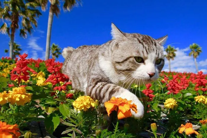 Este gato es físicamente incapaz de salir mal en ninguna foto
