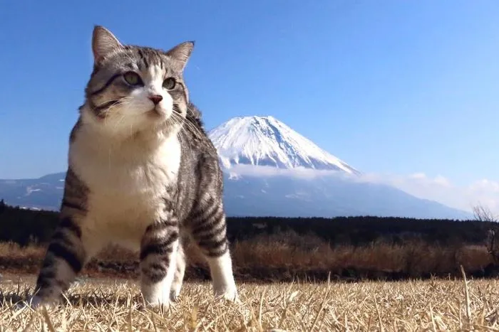 Este gato es físicamente incapaz de salir mal en ninguna foto