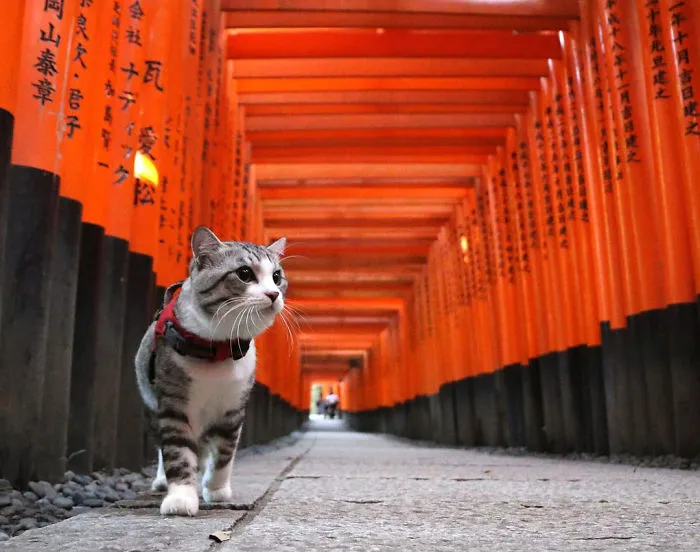 Este gato es físicamente incapaz de salir mal en ninguna foto