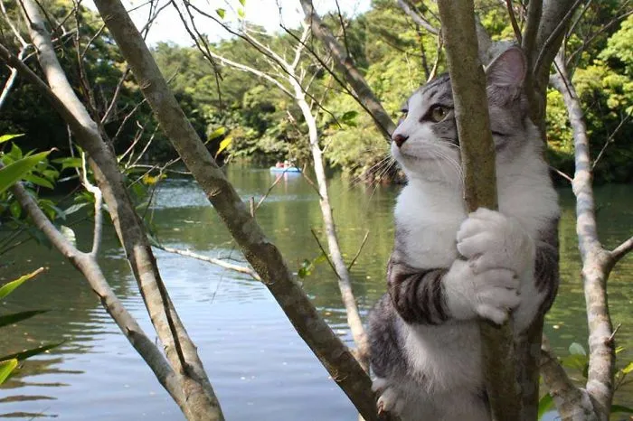 Este gato es físicamente incapaz de salir mal en ninguna foto