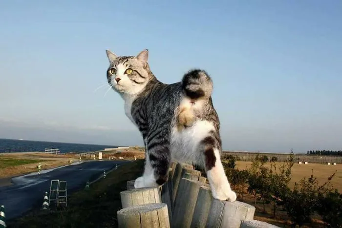 This Kitty Is Physically Unable To Have A Bad Photo Taken Of Him