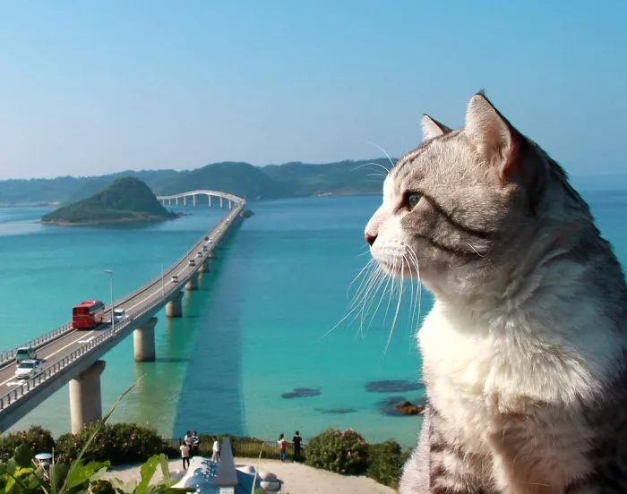 Este gato es físicamente incapaz de salir mal en ninguna foto