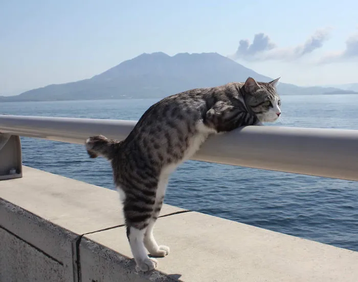 Este gato es físicamente incapaz de salir mal en ninguna foto