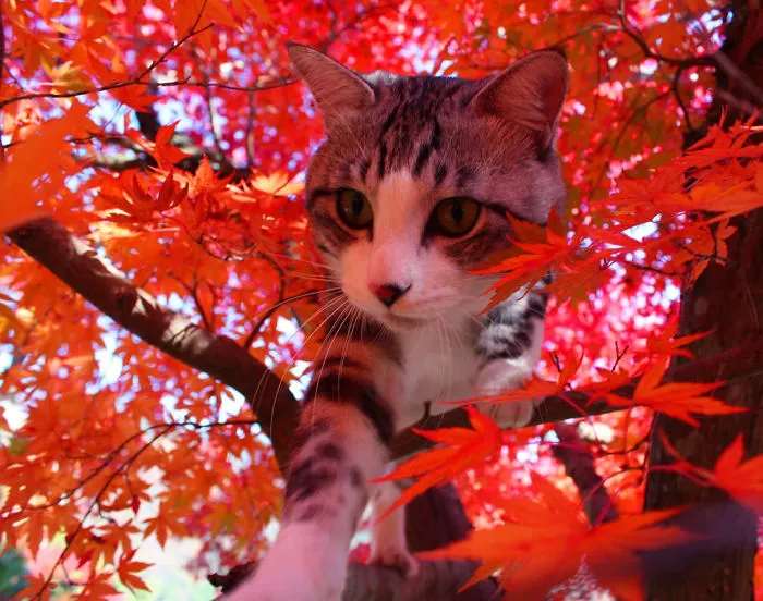 Este gato es físicamente incapaz de salir mal en ninguna foto