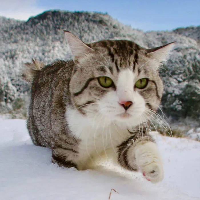 This Kitty Is Physically Unable To Have A Bad Photo Taken Of Him