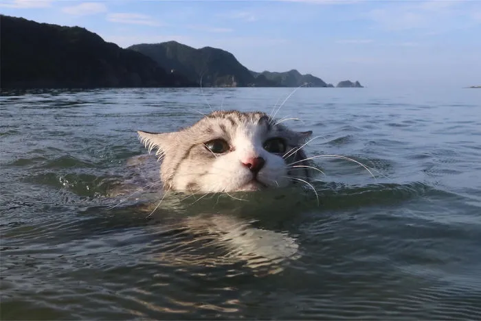 Este gato es físicamente incapaz de salir mal en ninguna foto