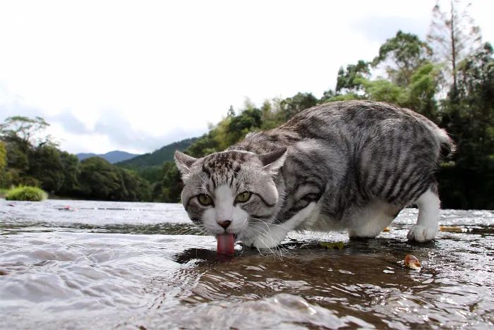 Este gato es físicamente incapaz de salir mal en ninguna foto