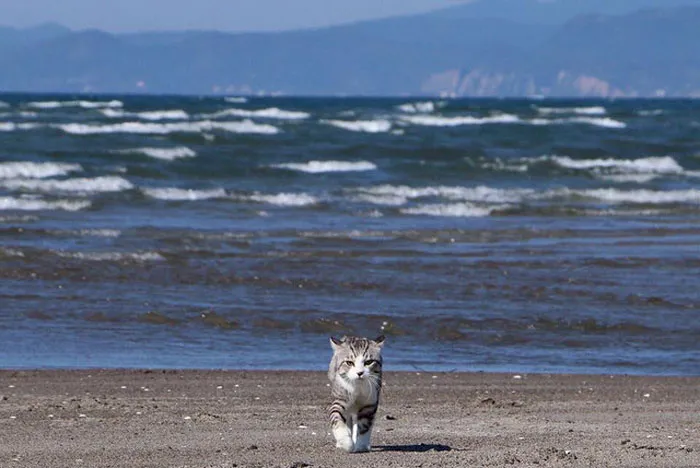 This Kitty Is Physically Unable To Have A Bad Photo Taken Of Him