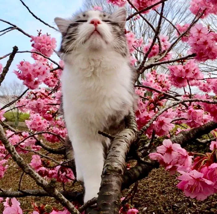 Este gato es físicamente incapaz de salir mal en ninguna foto