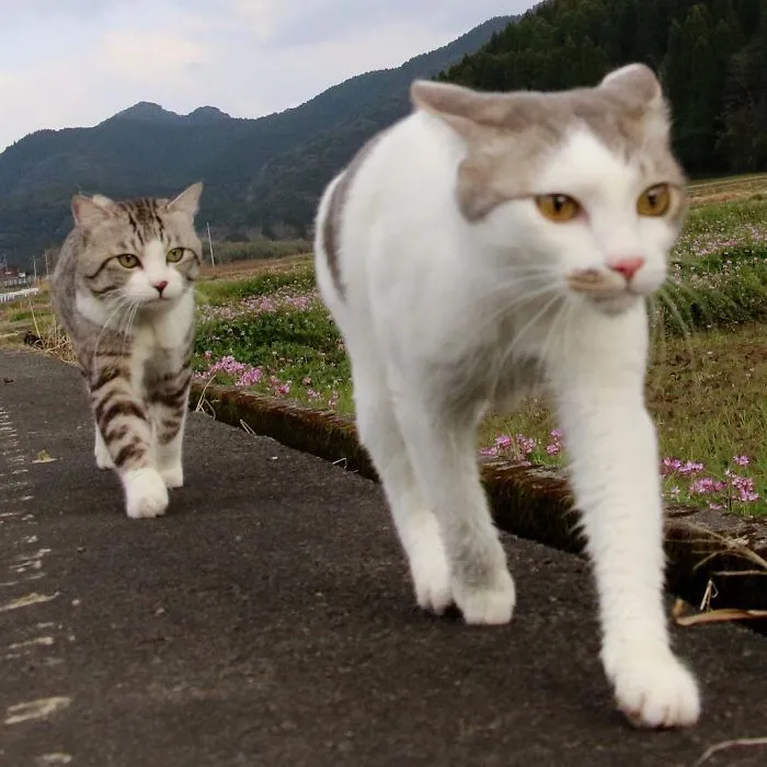 Este gato es físicamente incapaz de salir mal en ninguna foto