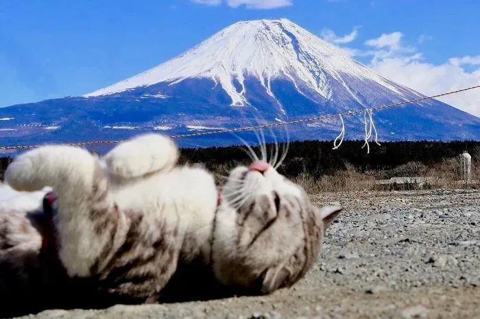 Este gato es físicamente incapaz de salir mal en ninguna foto