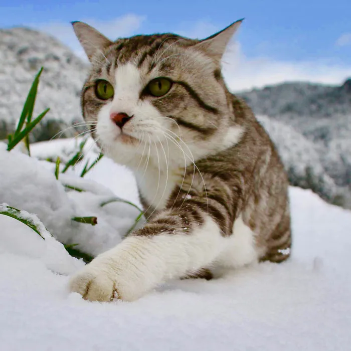 This Kitty Is Physically Unable To Have A Bad Photo Taken Of Him