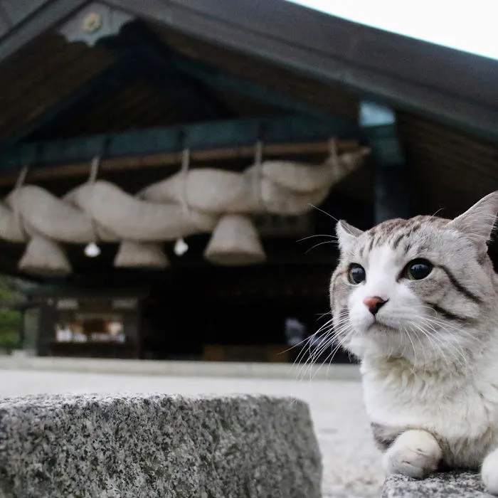 This Kitty Is Physically Unable To Have A Bad Photo Taken Of Him