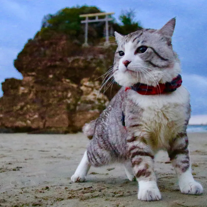 Este gato es físicamente incapaz de salir mal en ninguna foto