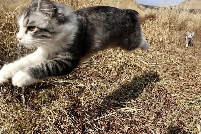 This Kitty Is Physically Unable To Have A Bad Photo Taken Of Him