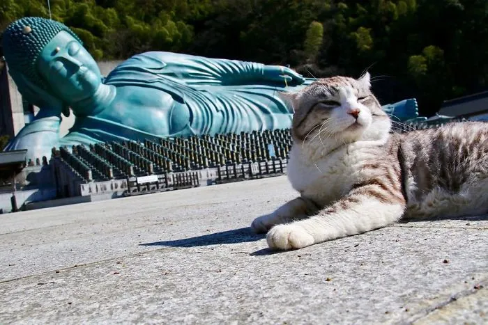 Este gato es físicamente incapaz de salir mal en ninguna foto