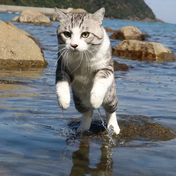 Este gato es físicamente incapaz de salir mal en ninguna foto