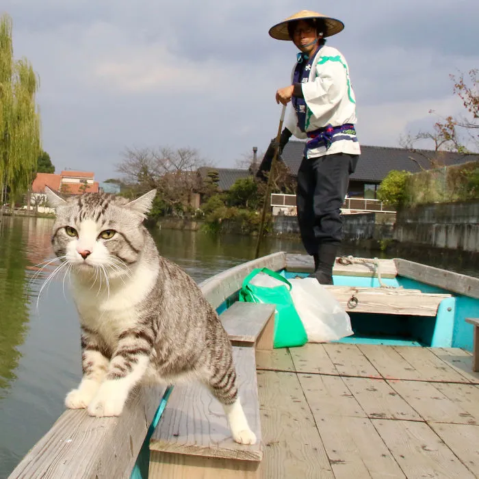 Este gato es físicamente incapaz de salir mal en ninguna foto