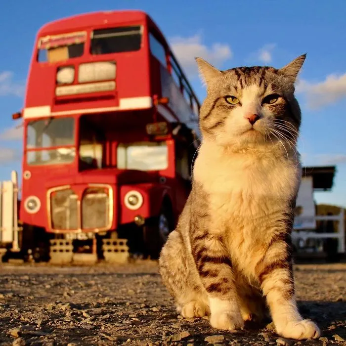 This Kitty Is Physically Unable To Have A Bad Photo Taken Of Him