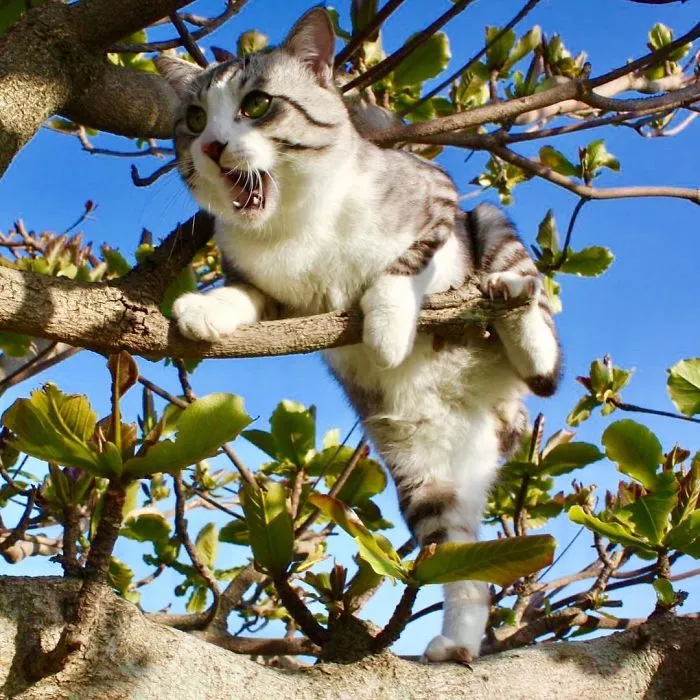 This Kitty Is Physically Unable To Have A Bad Photo Taken Of Him