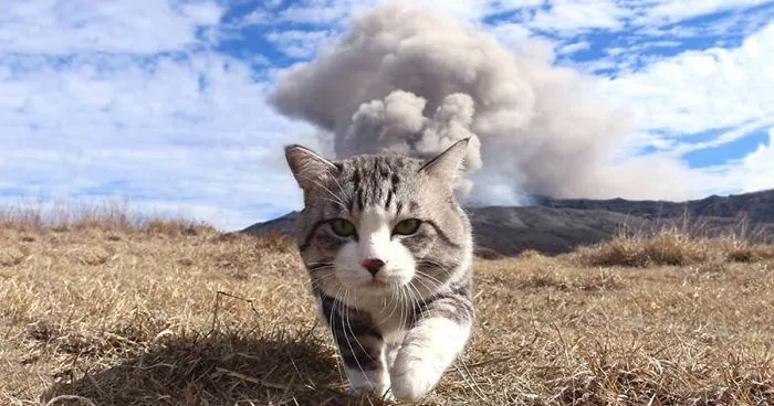 Este gato es físicamente incapaz de salir mal en ninguna foto
