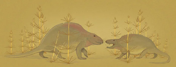 A Jock Ctenospondylus Faces Down A Smaller Opponent Because His Back Is Not Humpy And Red Enough