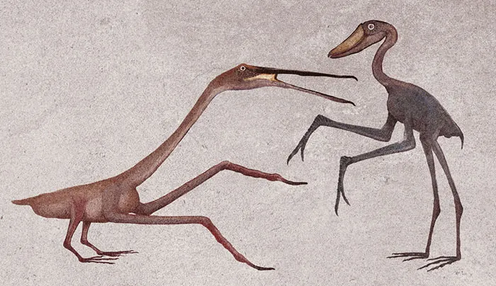 "Shrink-Wrap" Reconstructions Of Birds