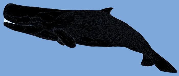 The Giant, Macropredatory Sperm Whale, Livyathan Melvillei, Which Lived 12-13 Million Years Ago. Each Teeth Of This Animal Was The Size Of A Small Shoe