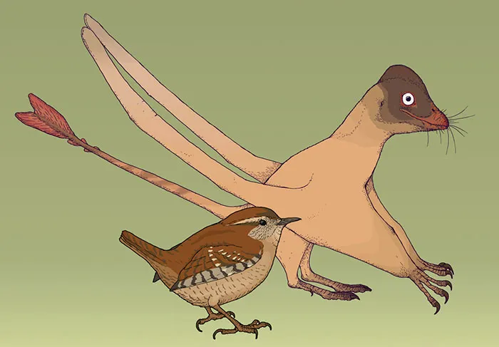 Measured Drawing Of The Small Chinese Pterosaur Qinglongopterus, A Relative Of Rhamphorhynchus. This Flying Reptile Is Known From The Fossil Of A Very Small Juvennile - Not Much Larger Than The Eurasian Wren, Troglodytes Troglodytes Living Today