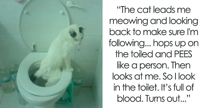 140 Of The Most Unbelievably Smart Things Pets Have Done That Surprised Their Owners