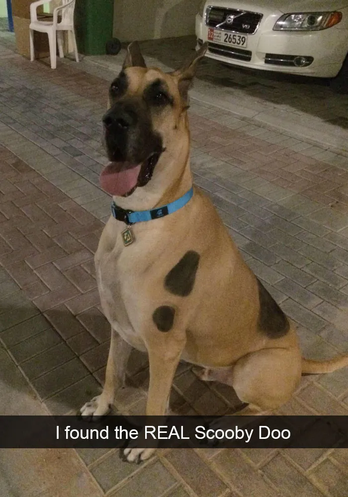 228 Funny And Cute Dog Snapchats That Will Make Your Day (New Pics)